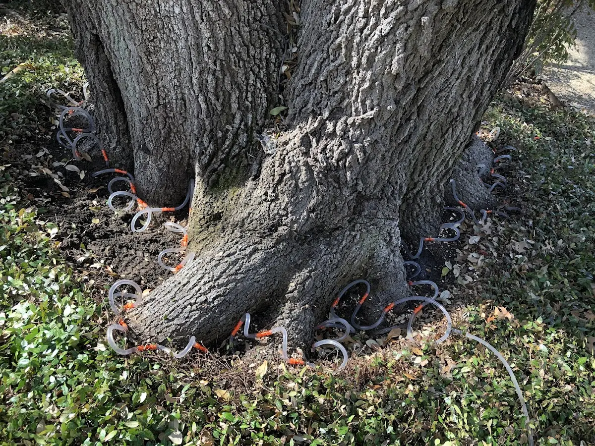 Detailed Tree Cabling and Bracing job site in Allport