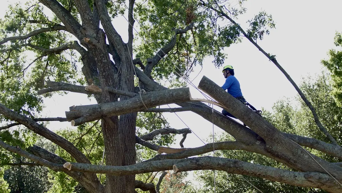 Professional Crown Thinning performed by certified arborists in Allport