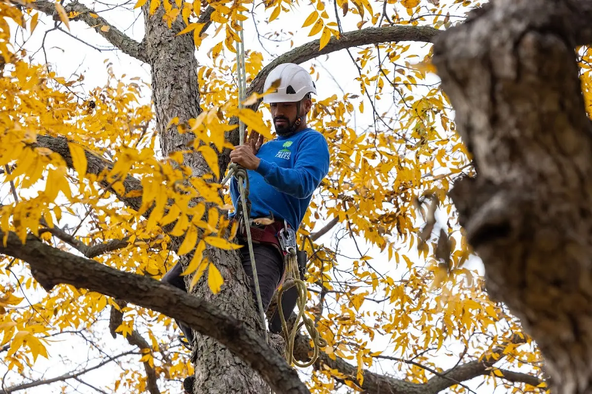 Skilled Storm Damage Cleanup crew working in Allport