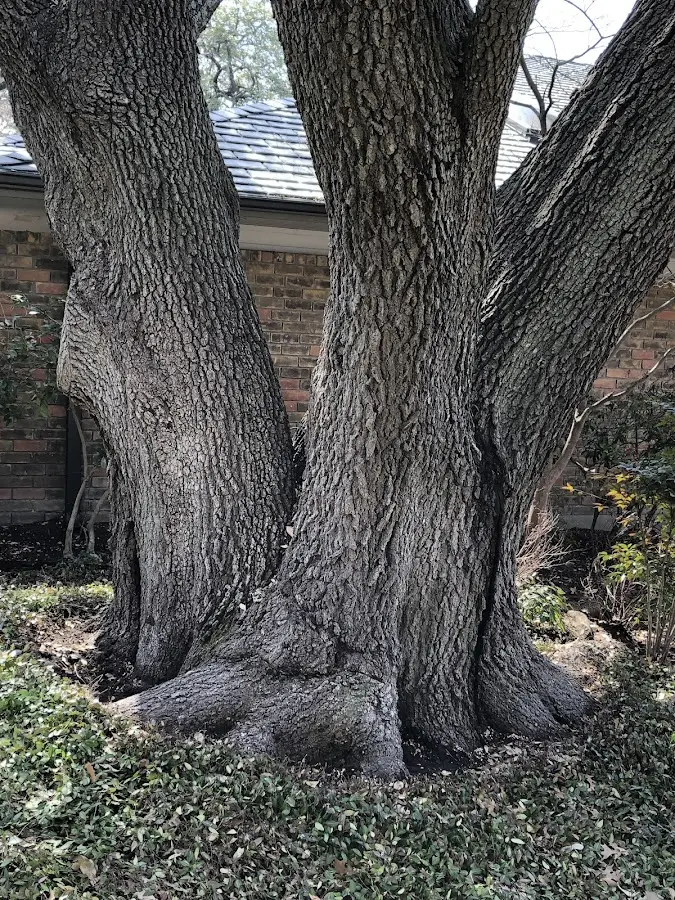 Mature heritage tree close to a Allport property cared for by certified arborists